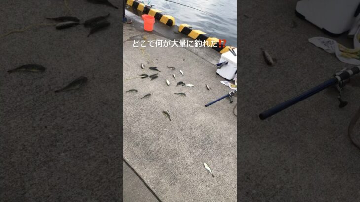 釣り　大量のフグ　茨城県北茨城市大津港