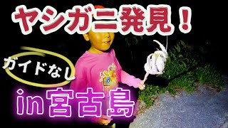 2023年 ヤシガニを探してたら…宮古島のレア生物が息子のツボすぎた！