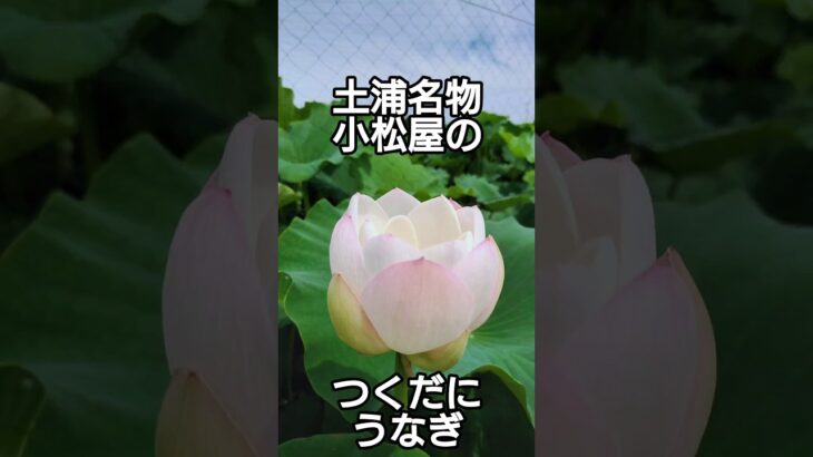 【土浦名物 小松屋 佃煮とうなぎ】#土浦ランチ #土浦 #茨城グルメ #茨城