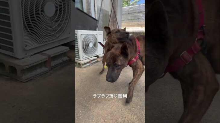 2023年 仲良し琉球犬カップル💓 #琉球犬 #可愛い #宮古島