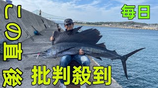 茨城の知られざる魅力！サメ水族館＆カジキ釣り名所とは？