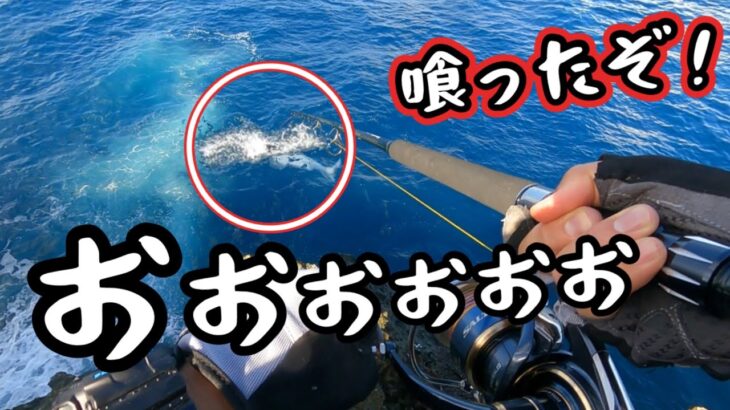2023年 夏の磯〜沖縄・宮古島〜スマガツオの新しい食べ方も開拓
