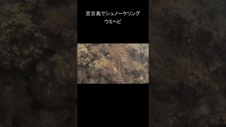 2023年 #宮古島 #宮古島ダイビング  #ウミヘビ