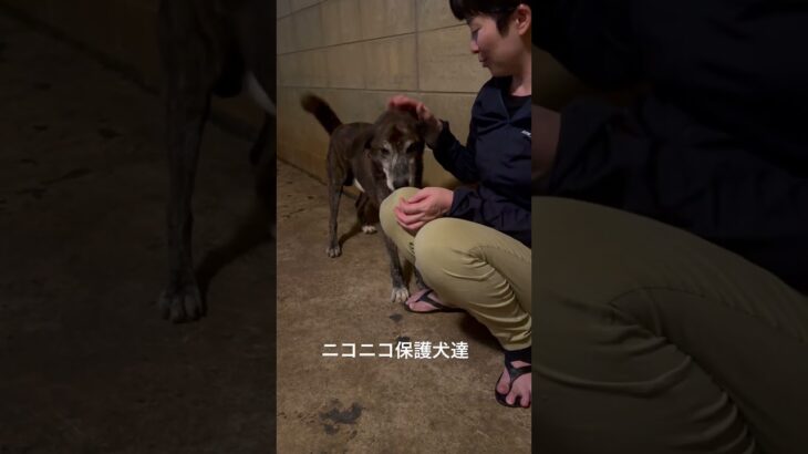 2023年 ニコニコ保護犬達🐕 #可愛い #宮古島