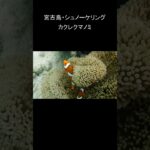 2023年 #クマノミ #宮古島 #シュノーケリング  #宮古島ダイビング