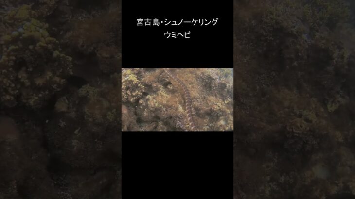 2023年 #宮古島 #シュノーケリング  #宮古島ダイビング