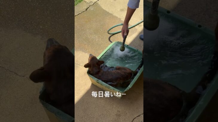 2023年 お水大好き#琉球犬 #癒し動画
