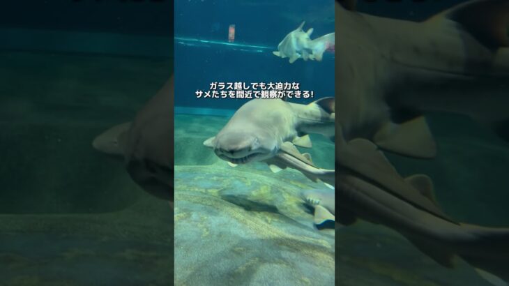 【茨城】興奮の連続で忙しい ド迫力水族館