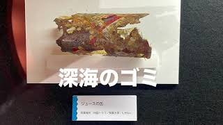 2023年 【宮古島】深海展に行ってみた