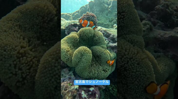 2023年 夏休み、孫と二人で宮古島旅行。シュノーケルしてニモに出逢う(^^)