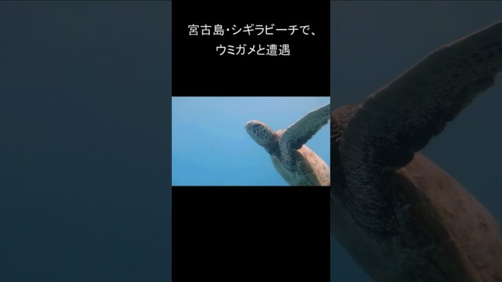 2023年 #ウミガメ #宮古島 #シュノーケリング  #シギラビーチ