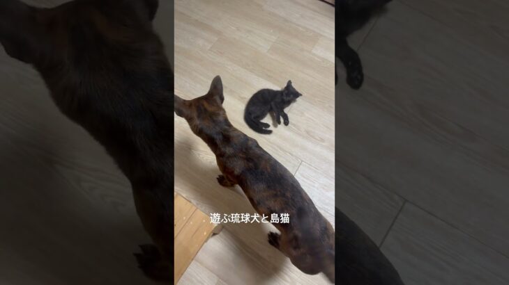 2023年 遊ぶ琉球犬と島猫