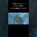 2023年 #ウミガメ #宮古島 #シュノーケリング  #シギラビーチ