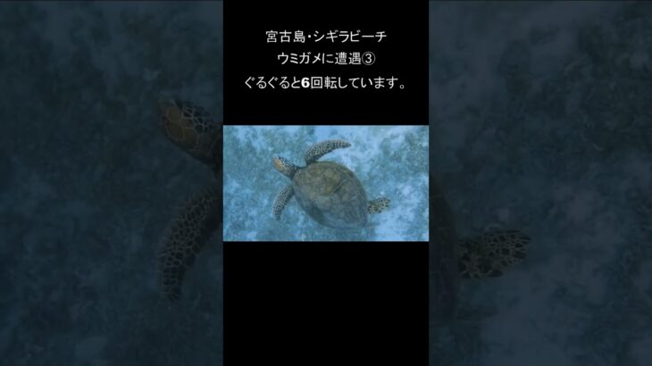 2023年 #ウミガメ #宮古島 #シュノーケリング  #シギラビーチ