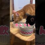 2023年 宮古島🏝️唯一の保護猫カフェ『照猫屋』  #保護猫 #保護猫カフェ #猫カフェ #猫好きさんと繋がりたい #宮古島
