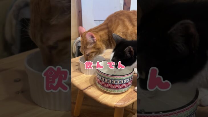 2023年 宮古島🏝️唯一の保護猫カフェ『照猫屋』  #保護猫 #保護猫カフェ #猫カフェ #猫好きさんと繋がりたい #宮古島