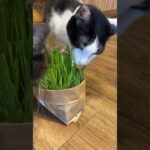 2023年 宮古島🏝️唯一の保護猫カフェ『照猫屋』 #保護猫 #保護猫カフェ #猫カフェ #猫好きさんと繋がりたい #宮古島