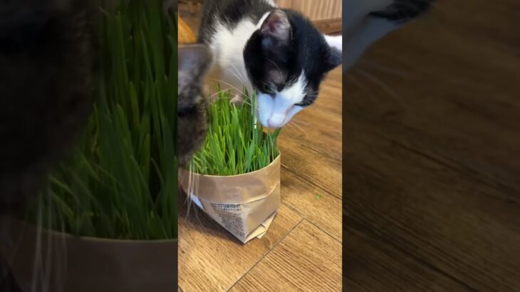 2023年 宮古島🏝️唯一の保護猫カフェ『照猫屋』 #保護猫 #保護猫カフェ #猫カフェ #猫好きさんと繋がりたい #宮古島