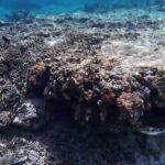 2023年 吉野海岸⑬宮古島