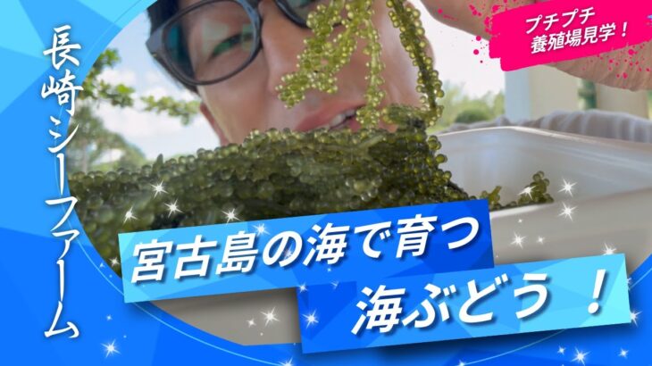 2023年 こんにちは、おがもログのおがもです。「宮古島・長崎シーファームの海ぶどう｜養殖工程見てきました。