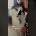 2023年 コーヒーカップとの間に陣取るのやめれる？#猫のいる暮らし