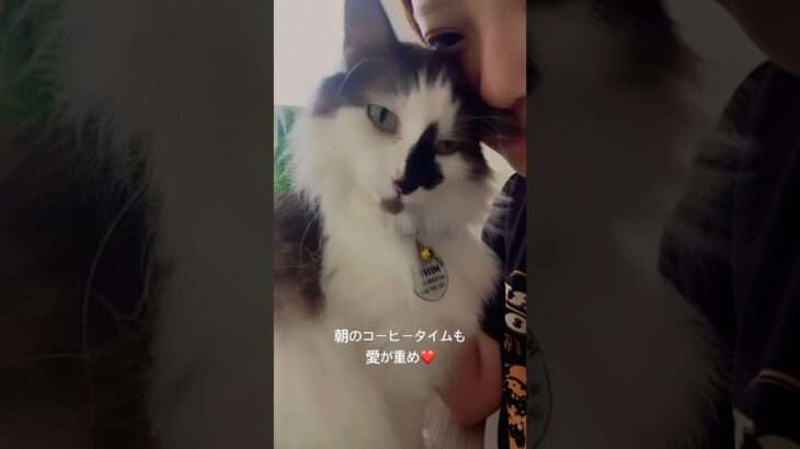 2023年 コーヒーカップとの間に陣取るのやめれる？#猫のいる暮らし