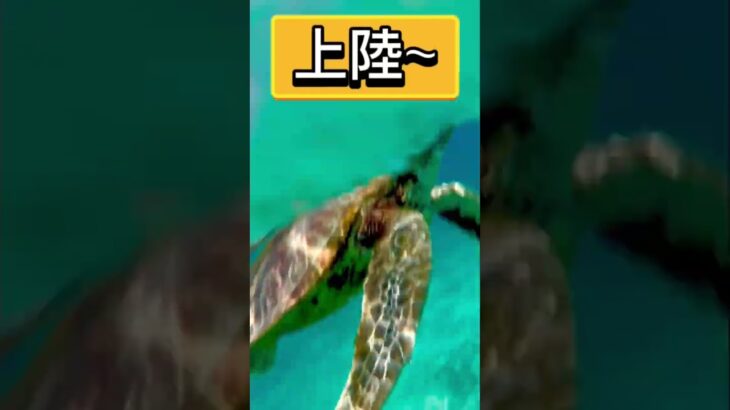 2023年 #宮古島 　#沖縄旅行 #ウミガメ #素潜り #海