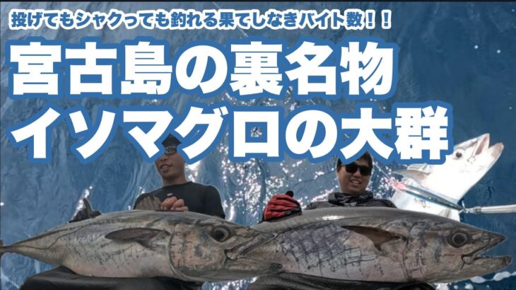 2023年 ［釣行記録］宮古島って実はイソマグロのパラダイス！イソンボメインでもガイド出来ますよ！