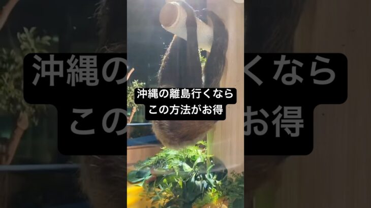 2023年 宮古島や石垣島とかの沖縄の離島に直行便で行ってる人絶対見て‼︎