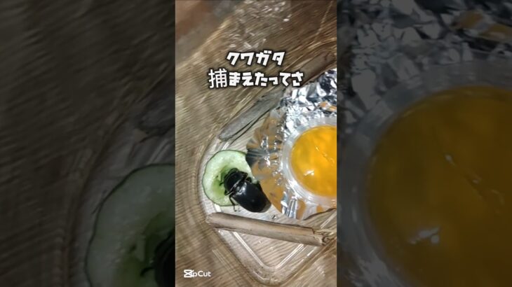 2023年 クワガタがきた！#宮古島 #沖縄 #ボン・ジョヴィ#クワガタ#キュウリ