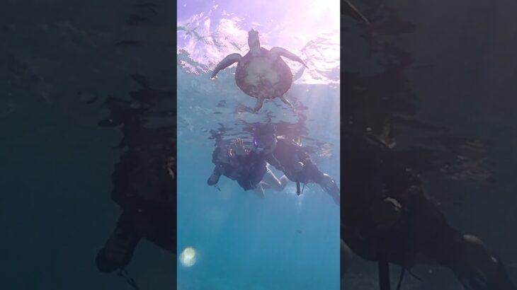2023年 沖縄・宮古島の透明すぎる海でウミガメが…！？ #わいあわいビーチ