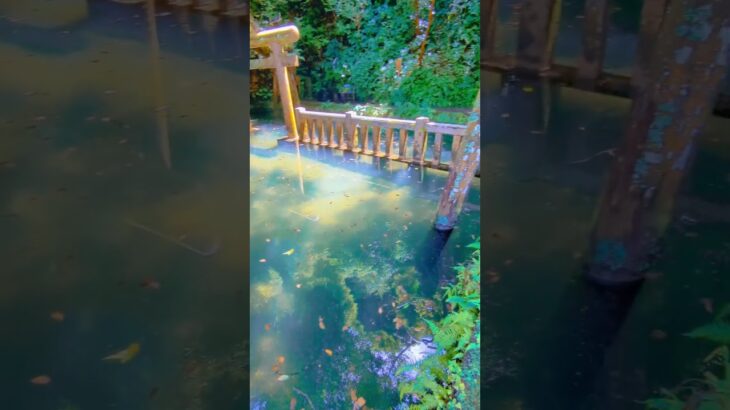 鹿嶋神宮（茨城県鹿嶋市）の御手洗池（みたらしいけ）がすごく綺麗でした。パワー感じる。#パワースポット