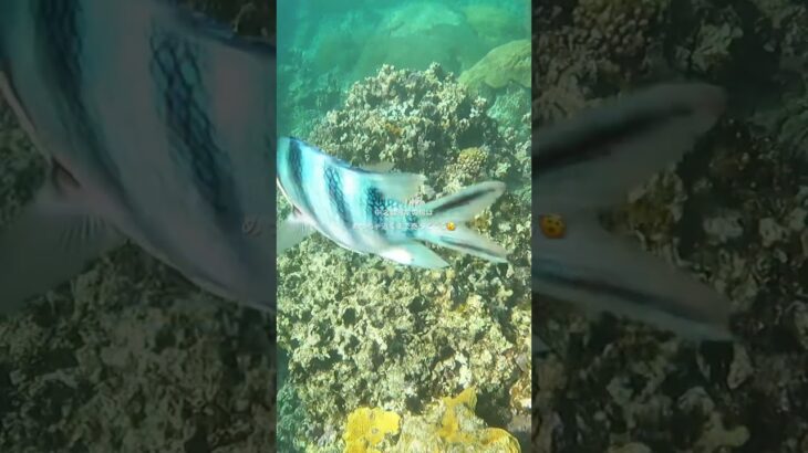 2023年 魚触れる距離までくる #vlog #宮古島 #宮古ブルー #シュノーケリング #リゾートバイト