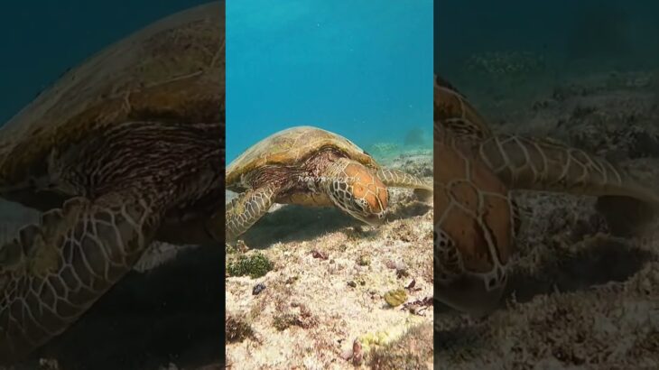 2023年 毎日ウミガメと会う生活🐢 #vlog #宮古島 #宮古ブルー #ウミガメ #リゾートバイト