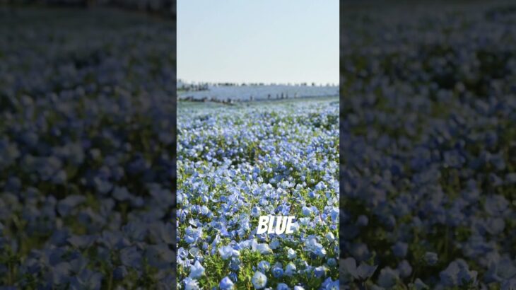 ネモフィラを堪能する　　　　　　　　　　　　　　　　#ネモフィラ #ひたち海浜公園 #茨城観光 #花のある風景#vlog #shorts