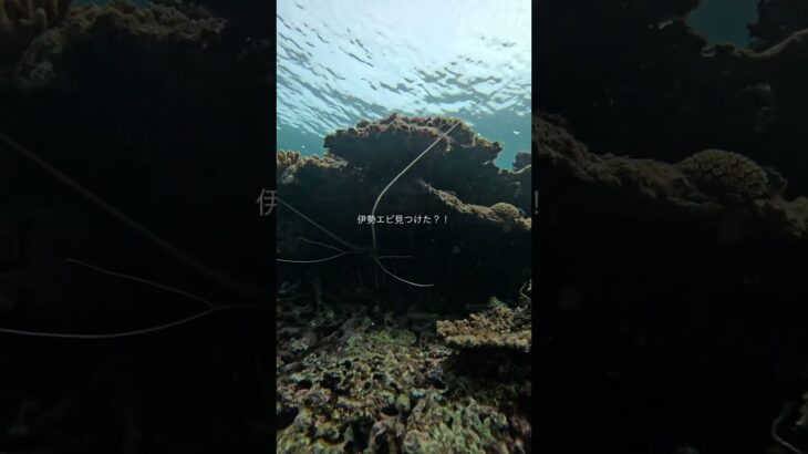 2023年 海泳いでたら伊勢エビ見つけた‼️#vlog #宮古島 #リゾートバイト #travel #シュノーケル