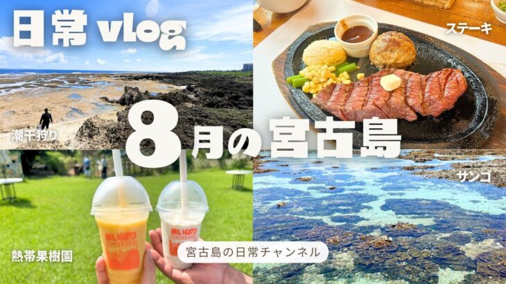 2023年 【日常vlog】8月の宮古島 │ 初めての熱帯果樹園 │ 大満足のステーキランチ │ 真夏の潮干狩り│地元民が過ごす夏の宮古島