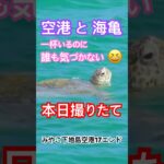 2023年 みやこ下地島空港17エンドで泳ぐ海亀　#宮古島 #17end #ウミガメ