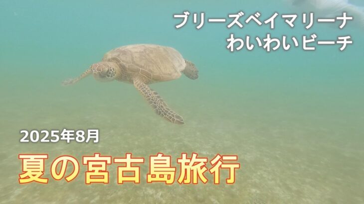 2023年 【ウミガメ】2025夏の宮古島旅行 ～1日目～【わいわいビーチ】
