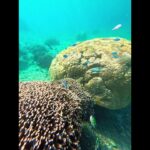 2023年 宮古島　シギラビーチの熱帯魚🐠🐠🐠　2025夏