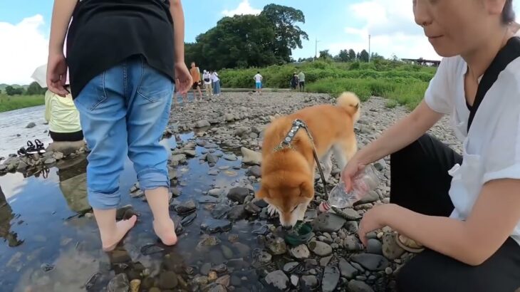 柴犬武丸と行く茨城観光　「道の駅　常陸大宮」　2025年8月