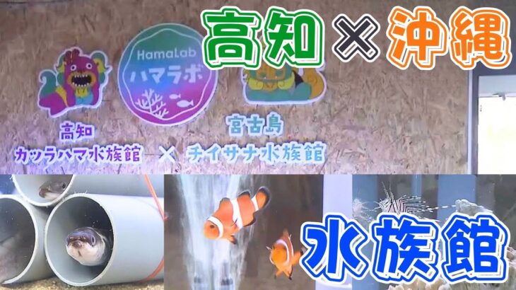 2023年 「桂浜水族館に新エリア誕生！宮古島の水族館とコラボ」2025/9/12放送