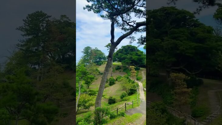 2025年9月8日茨城県五浦岬公園