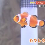 2023年 【高知】桂浜水族館×宮古島『ハマラボ』沖縄の海の生き物25種類を展示する新エリアオープン (25/09/12 19:22)