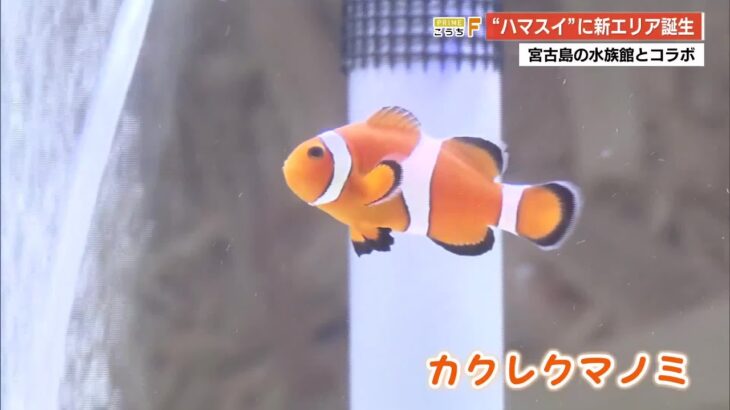 2023年 【高知】桂浜水族館×宮古島『ハマラボ』沖縄の海の生き物25種類を展示する新エリアオープン (25/09/12 19:22)