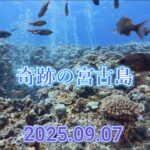 2023年 奇跡の宮古島4K映像 #宮古島ダイビング
