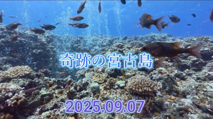 2023年 奇跡の宮古島4K映像 #宮古島ダイビング