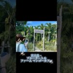 2023年 宮古島 ブルータートル ファーム マンゴーカフェ #沖縄 #宮古島 #ブルータートルファームマンゴーカフェ #Blue Turtle Farm Mango Cafe #マンゴーパフェ
