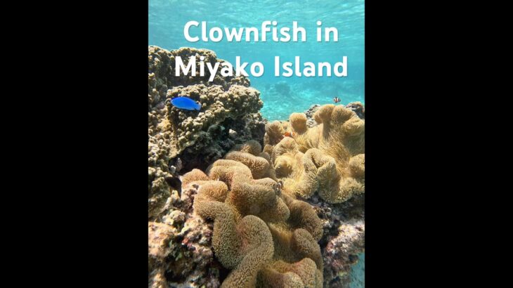 2023年 Clownfish in Miyako Island #シュノーケリング #スノーケリング #宮古島 #熱帯魚 #tropicalfish