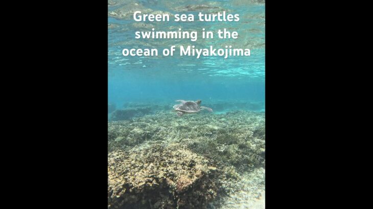 2023年 Green sea turtles swimming in the ocean of Miyakojima #turtle #シュノーケリング #スノーケリング #宮古島 #ウミガメ